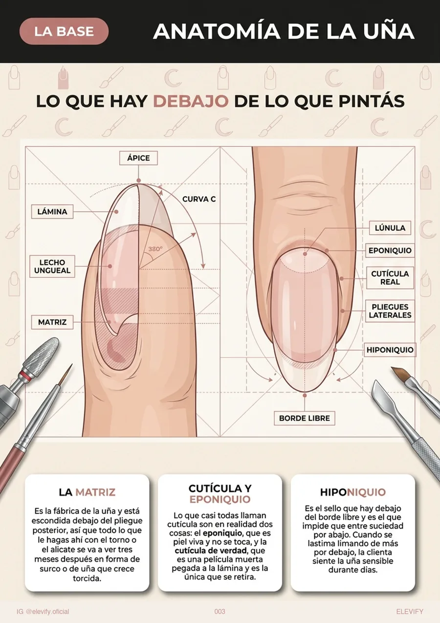 Anatomía de la uña
