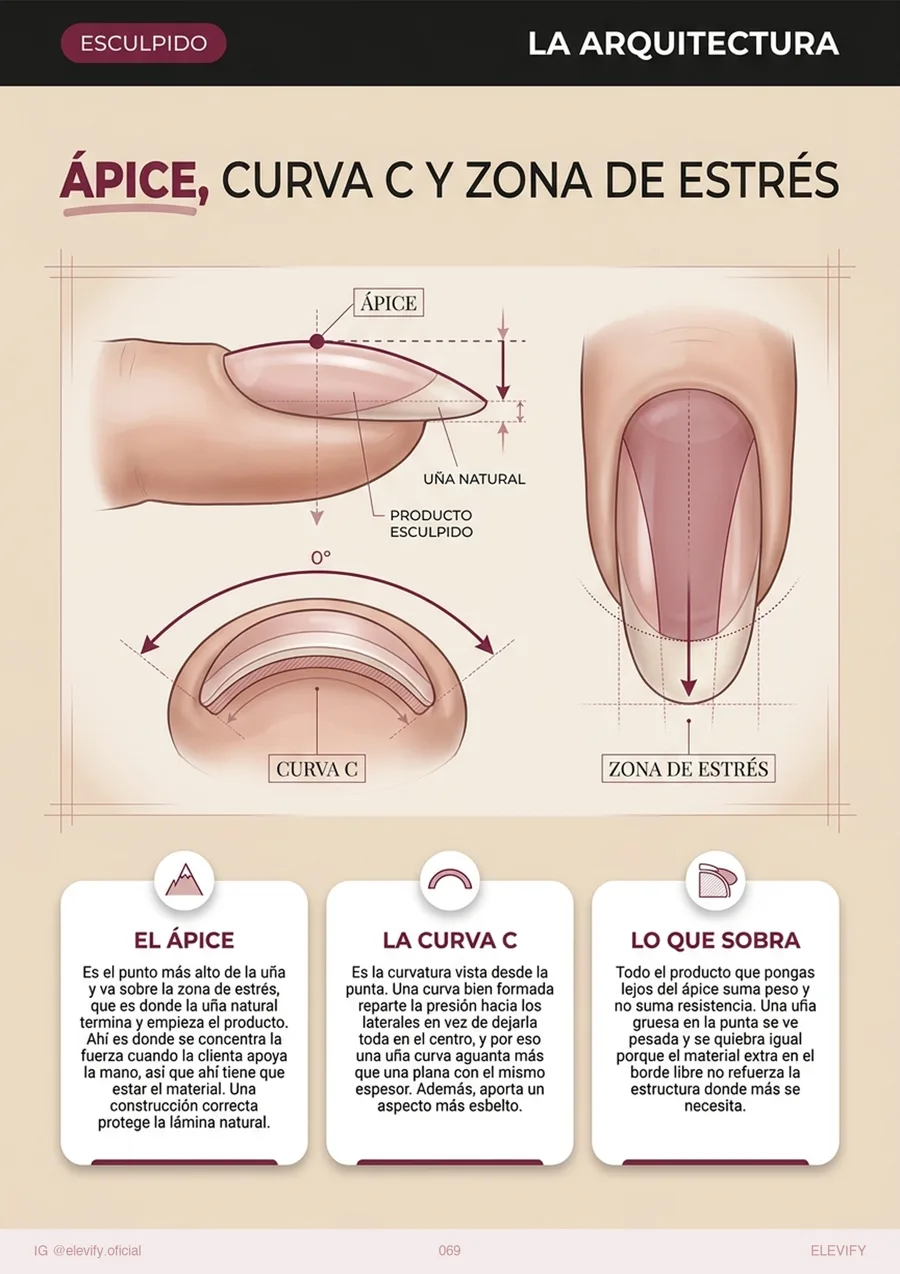 Ápice y curva C